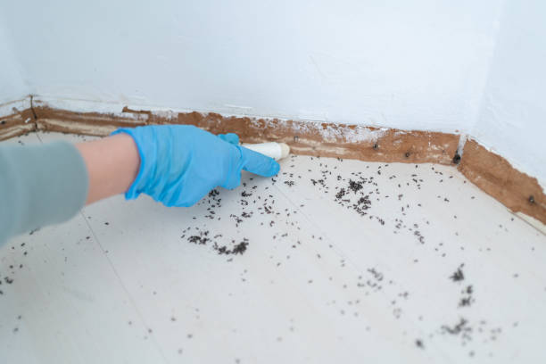 Best Rat Extermination Near Me  in Heyburn, ID