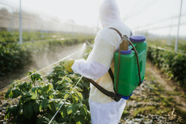 Reliable Heyburn, ID Pest Control Solutions